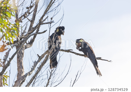 Two Yellow Tailed Black Cockatoos sitting in a tree in the Blue Mountains Two Yellow Tailed Black Cockatoos sitting in a tree in the Blue Mountains 128734529