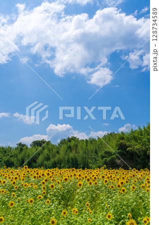 【徳島県】善入寺島のひまわり 【徳島県】善入寺島のひまわり 128734589