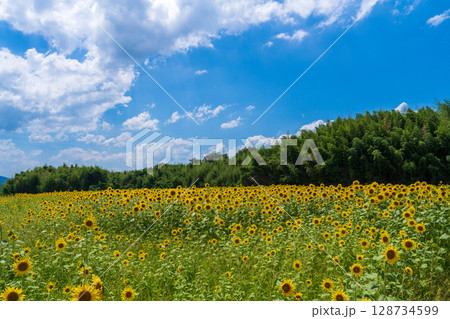 【徳島県】善入寺島のひまわり 【徳島県】善入寺島のひまわり 128734599