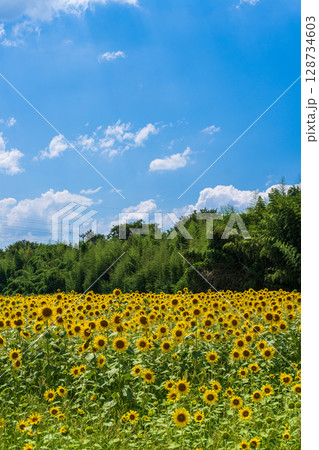 【徳島県】善入寺島のひまわり 128734603