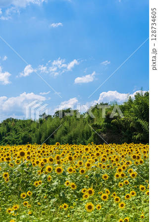 【徳島県】善入寺島のひまわり 128734605