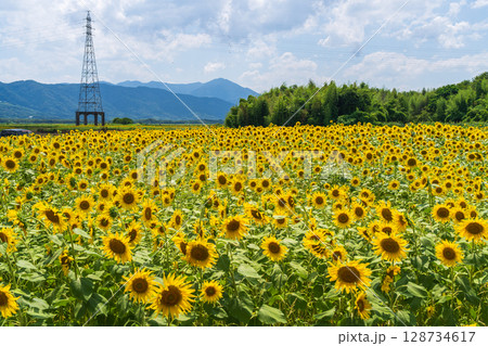 【徳島県】善入寺島のひまわり 128734617
