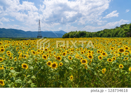 【徳島県】善入寺島のひまわり 128734618