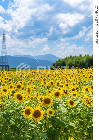 【徳島県】善入寺島のひまわり 【徳島県】善入寺島のひまわり 128734627