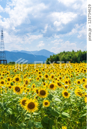 【徳島県】善入寺島のひまわり 128734629