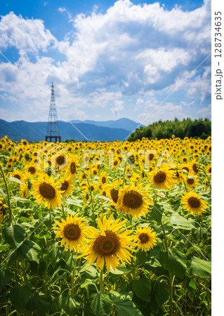 【徳島県】善入寺島のひまわり 【徳島県】善入寺島のひまわり 128734635