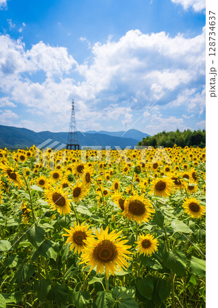 【徳島県】善入寺島のひまわり 128734637