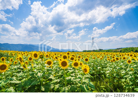 【徳島県】善入寺島のひまわり 128734639