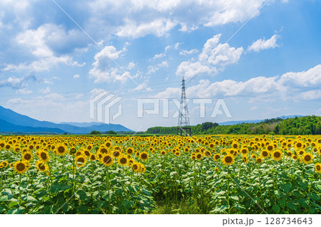 【徳島県】善入寺島のひまわり 【徳島県】善入寺島のひまわり 128734643