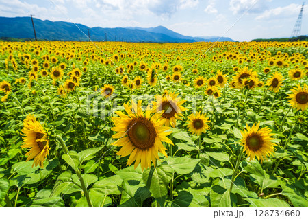 【徳島県】善入寺島のひまわり 【徳島県】善入寺島のひまわり 128734660