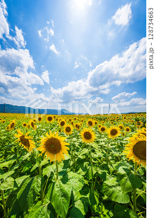 【徳島県】善入寺島のひまわり 128734663