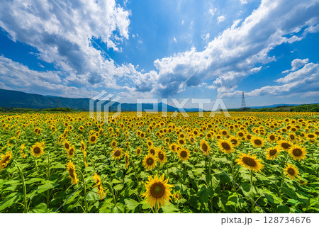 【徳島県】善入寺島のひまわり 128734676