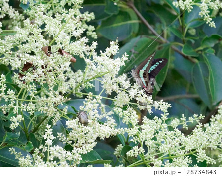 アオスジアゲハの吸蜜 アオスジアゲハの吸蜜 128734843
