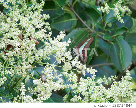 アオスジアゲハの吸蜜 128734844