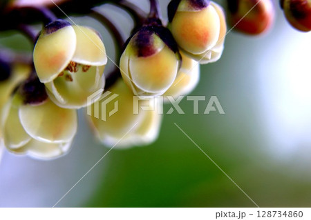 ヒサカキ ヒサカキ 128734860