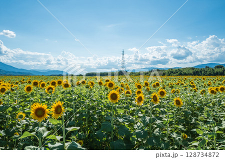 【徳島県】善入寺島のひまわり 【徳島県】善入寺島のひまわり 128734872