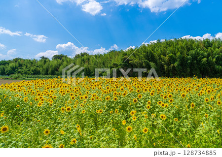 【徳島県】善入寺島のひまわり 128734885