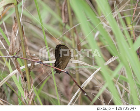 笹の葉に止まるジャノメチョウ♂ 128735047