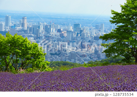 北海道　札幌市　幌見峠　ラベンダー　 128735534