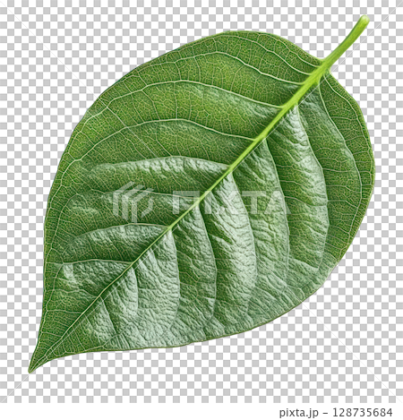 Fresh green leaf isolated on white background showing detailed vascular patterns and texture Fresh green leaf isolated on white background showing detailed vascular patterns and texture 128735684