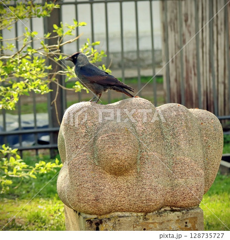 jackdaw on granite fig hand sculpture, symbolic public art in park, daugavpils, latvia jackdaw on granite fig hand sculpture, symbolic public art in park, daugavpils, latvia 128735727