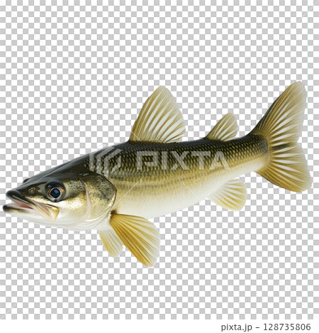 Freshwater fish swimming gracefully in clear water during daylight hours in a serene aquatic habitat 128735806