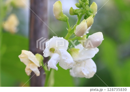 北海道の農産物 白花豆の花 野菜の花 ベニバナインゲン 北海道の農産物 白花豆の花 野菜の花 ベニバナインゲン 128735830