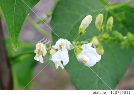 北海道の農産物　白花豆の花　野菜の花　ベニバナインゲン 128735831
