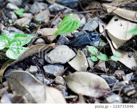 地表徘徊性甲虫オオヒラタシデムシ 128735846