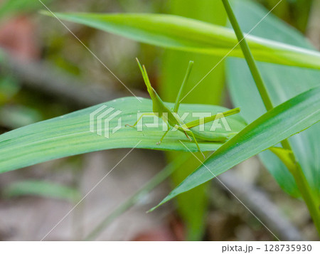 草むらのオンブバッタ科オンブバッタ 草むらのオンブバッタ科オンブバッタ 128735930