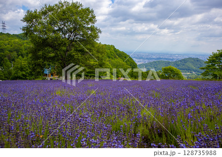 北海道　札幌市　幌見峠　ラベンダー　 128735988