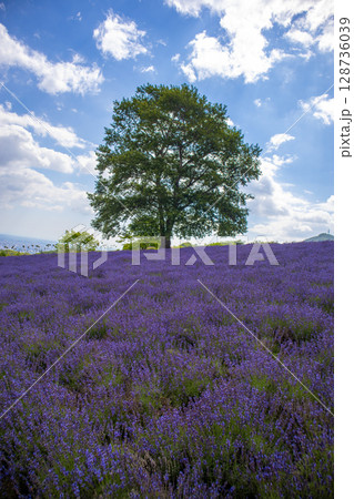 北海道　札幌市　幌見峠　ラベンダー　 128736039