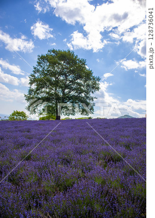 北海道 札幌市 幌見峠 ラベンダー 北海道 札幌市 幌見峠 ラベンダー 128736041