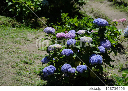 かわいい足元の紫陽花木 かわいい足元の紫陽花木 128736496