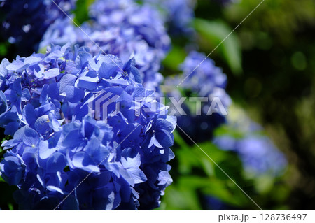 間近で見る青色の紫陽花の花 128736497
