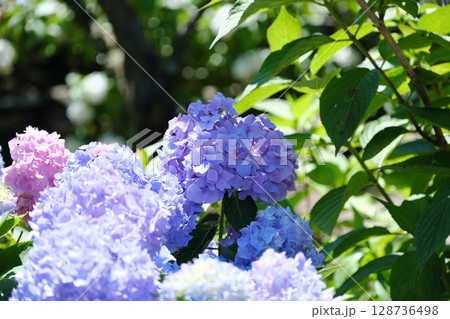 自生するかわいい紫陽花 自生するかわいい紫陽花 128736498