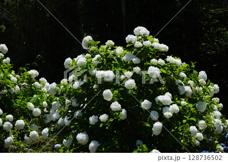 白色の綺麗な紫陽花の木 白色の綺麗な紫陽花の木 128736502