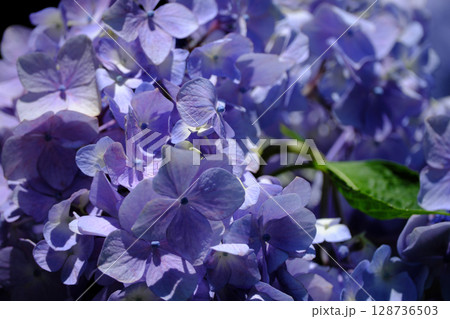 美しい紫陽花のアップ 128736503