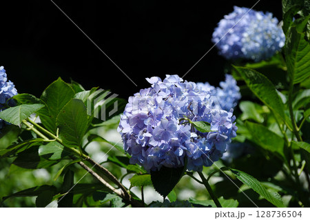紫陽花の花木 紫陽花の花木 128736504