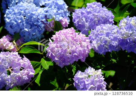 かわいい紫陽花の背景 128736510
