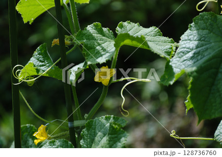 きゅうりの可愛い花 128736760