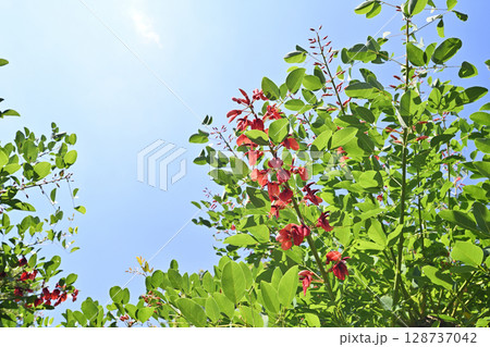 光を浴びるデイゴの木 128737042