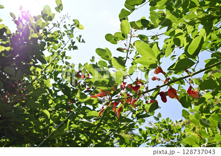 初夏のデイゴ 初夏のデイゴ 128737043