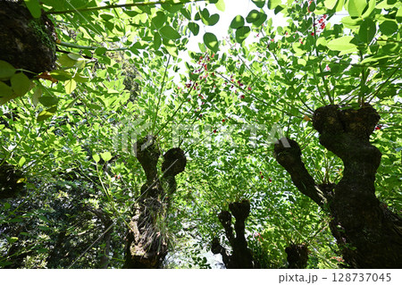見上げるデイゴの木 見上げるデイゴの木 128737045