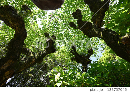 デイゴの新緑 デイゴの新緑 128737046