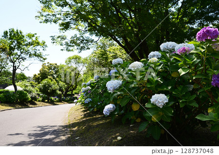 吉野公園の紫陽花の風景 128737048