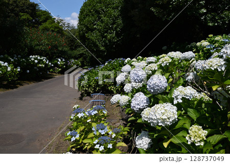 紫陽花が開花する吉野公園 紫陽花が開花する吉野公園 128737049