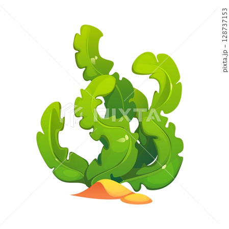 Underwater cartoon seaweed or sea algae and kelp alga of coral reef, cartoon vector. Ocean water plant or marine grass, aquatic weed spirulina and laminaria with green leaf for aquarium seaweed algae Underwater cartoon seaweed or sea algae and kelp alga of coral reef, cartoon vector. Ocean water plant or marine grass, aquatic weed spirulina and laminaria with green leaf for aquarium seaweed algae 128737153