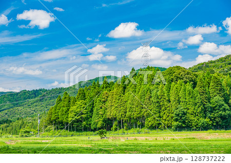 奥琵琶湖地方の山林風景 滋賀県長浜市西浅井町 奥琵琶湖地方の山林風景 滋賀県長浜市西浅井町 128737222