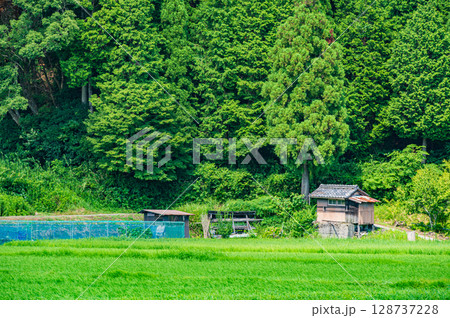 奥琵琶湖地方の山林風景 滋賀県長浜市西浅井町 奥琵琶湖地方の山林風景 滋賀県長浜市西浅井町 128737228